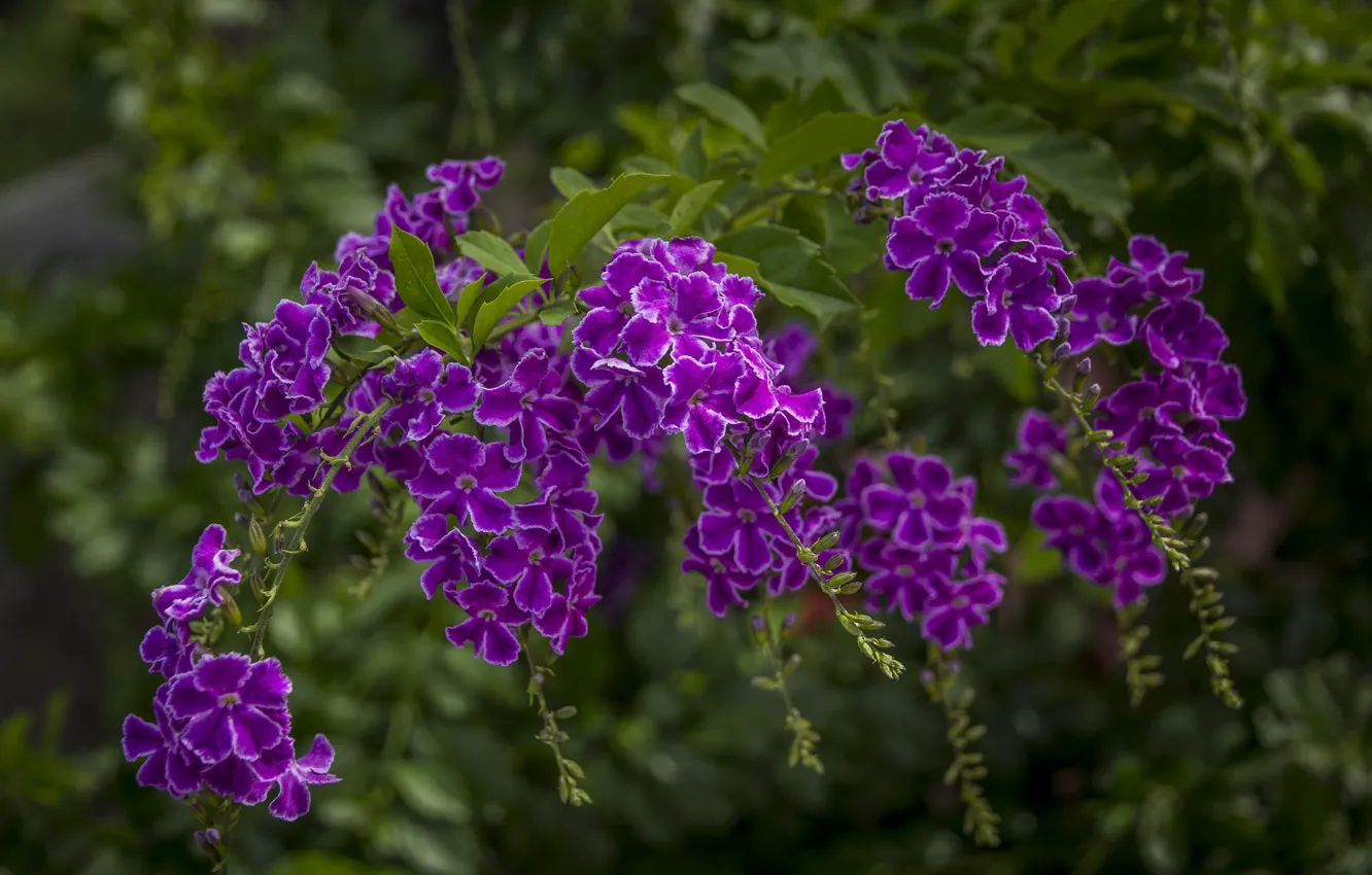 Photo wallpaper purple, tropics, Duranta
