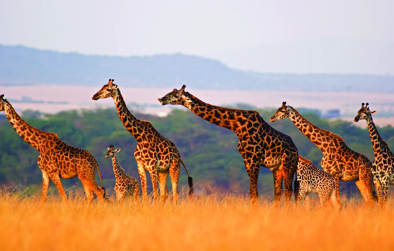 Photo wallpaper field, light, mountains, giraffe, Savannah, cub, family, the herd