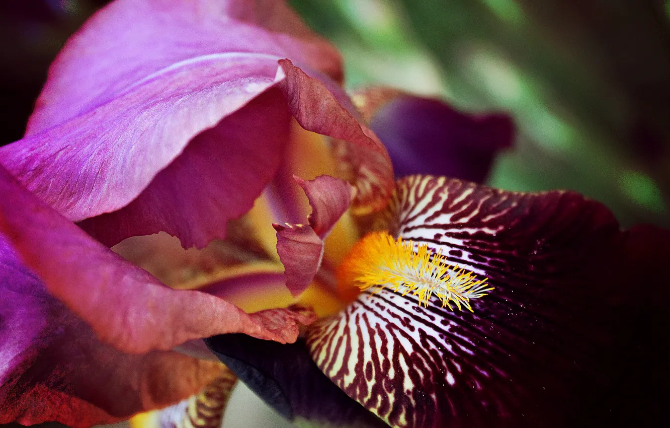 Photo wallpaper purple, cock, iris