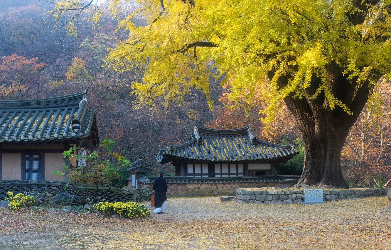 Photo wallpaper autumn, trees, landscape, nature, woman, home, South Korea