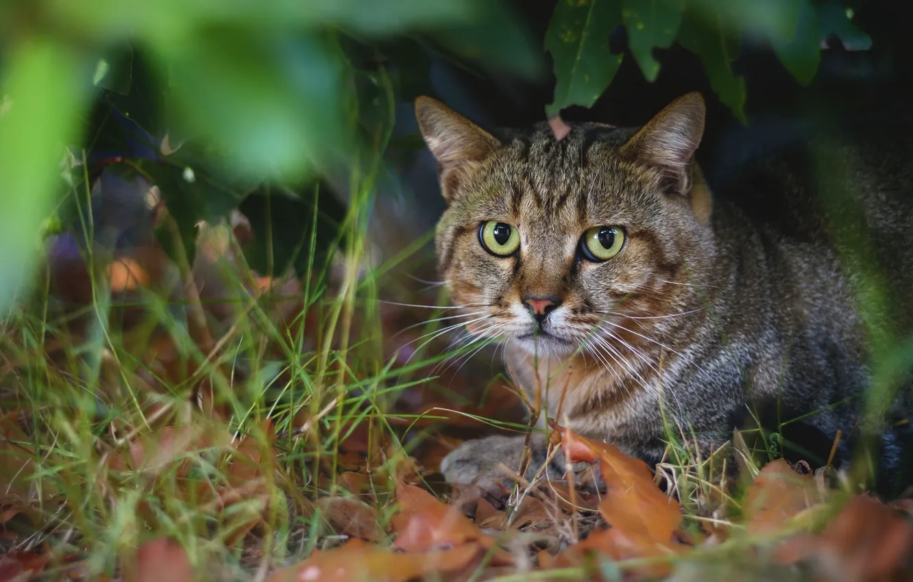 Photo wallpaper grass, eyes, look, cat