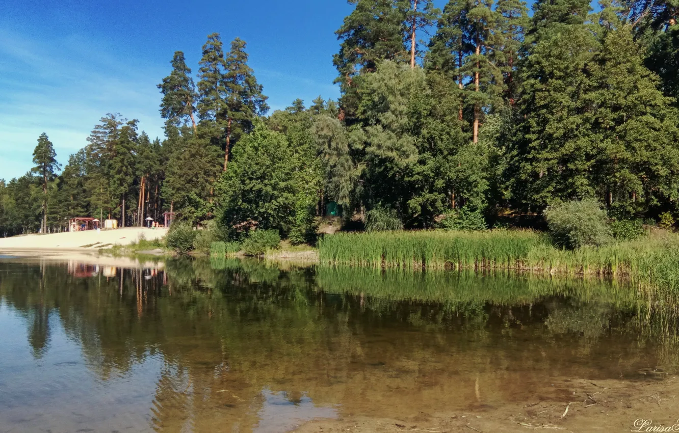Photo wallpaper forest, beach, summer, lake, pond, the reeds, forest pond