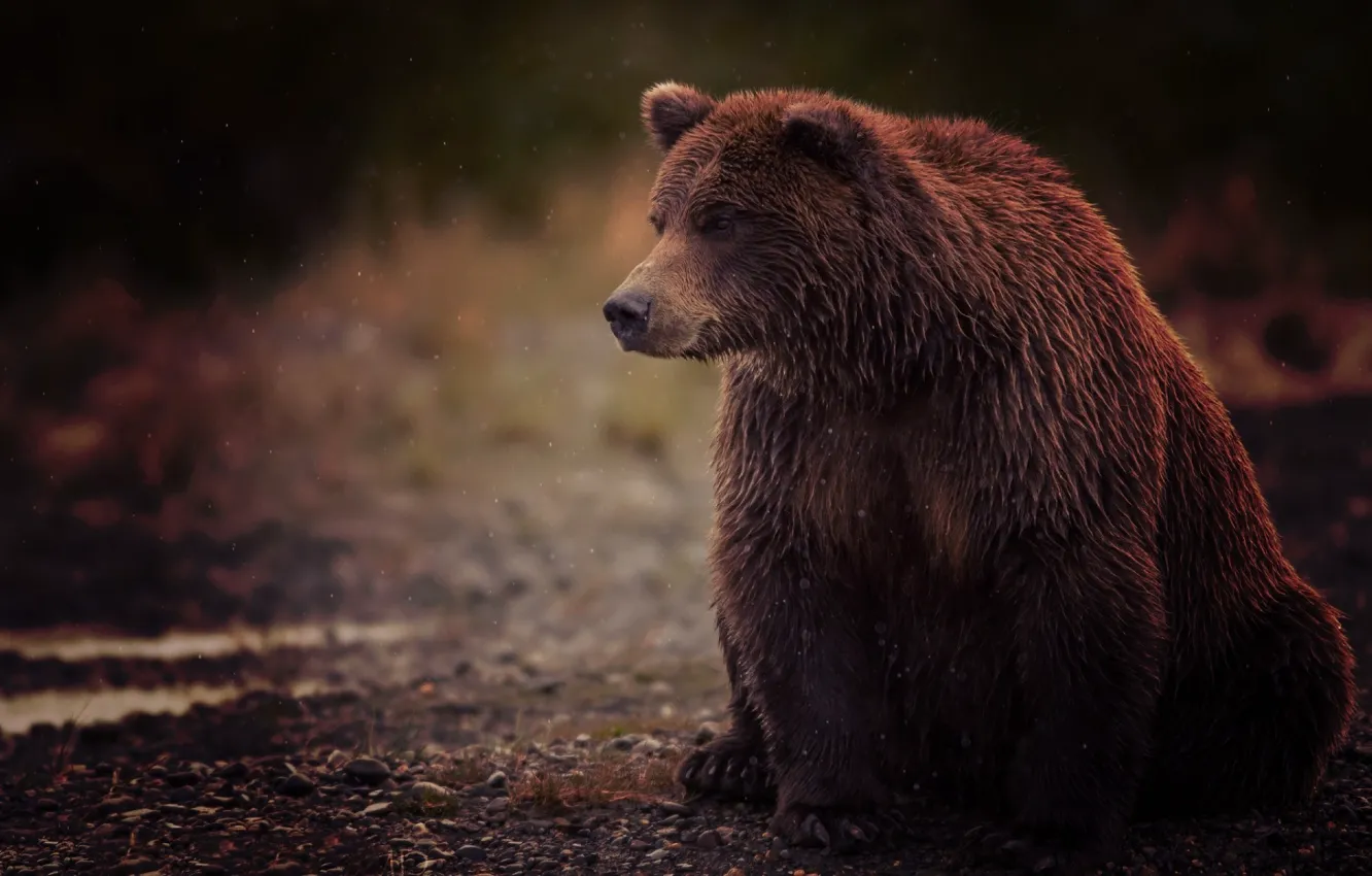 Photo wallpaper wet, bear, sitting, wet, bear, brown, brown, sits