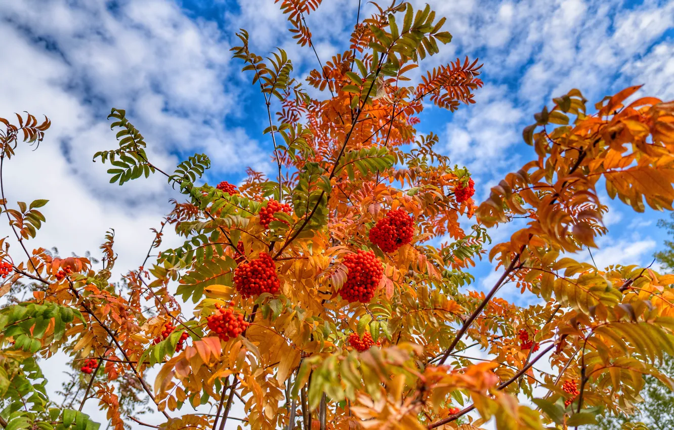 Photo wallpaper berries, tree, Autumn, Rowan