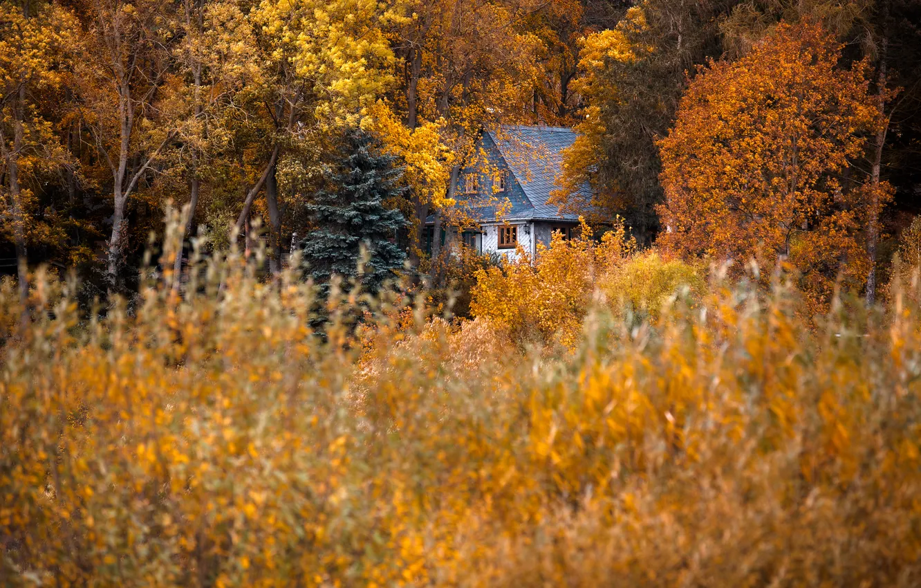 Photo wallpaper autumn, forest, house