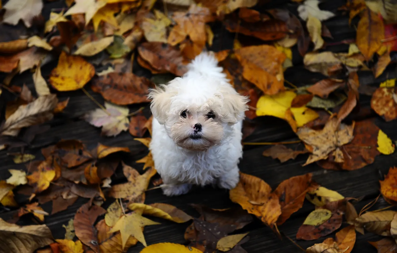 Photo wallpaper autumn, leaves, small, dog, shaggy, the puppy Maltese