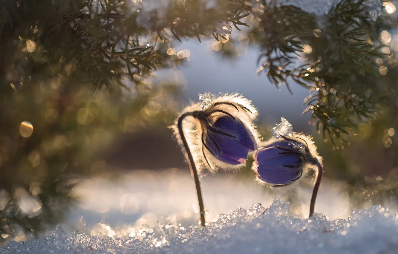 Photo wallpaper snow, macro, sun, snowflakes, cross, frost, needles