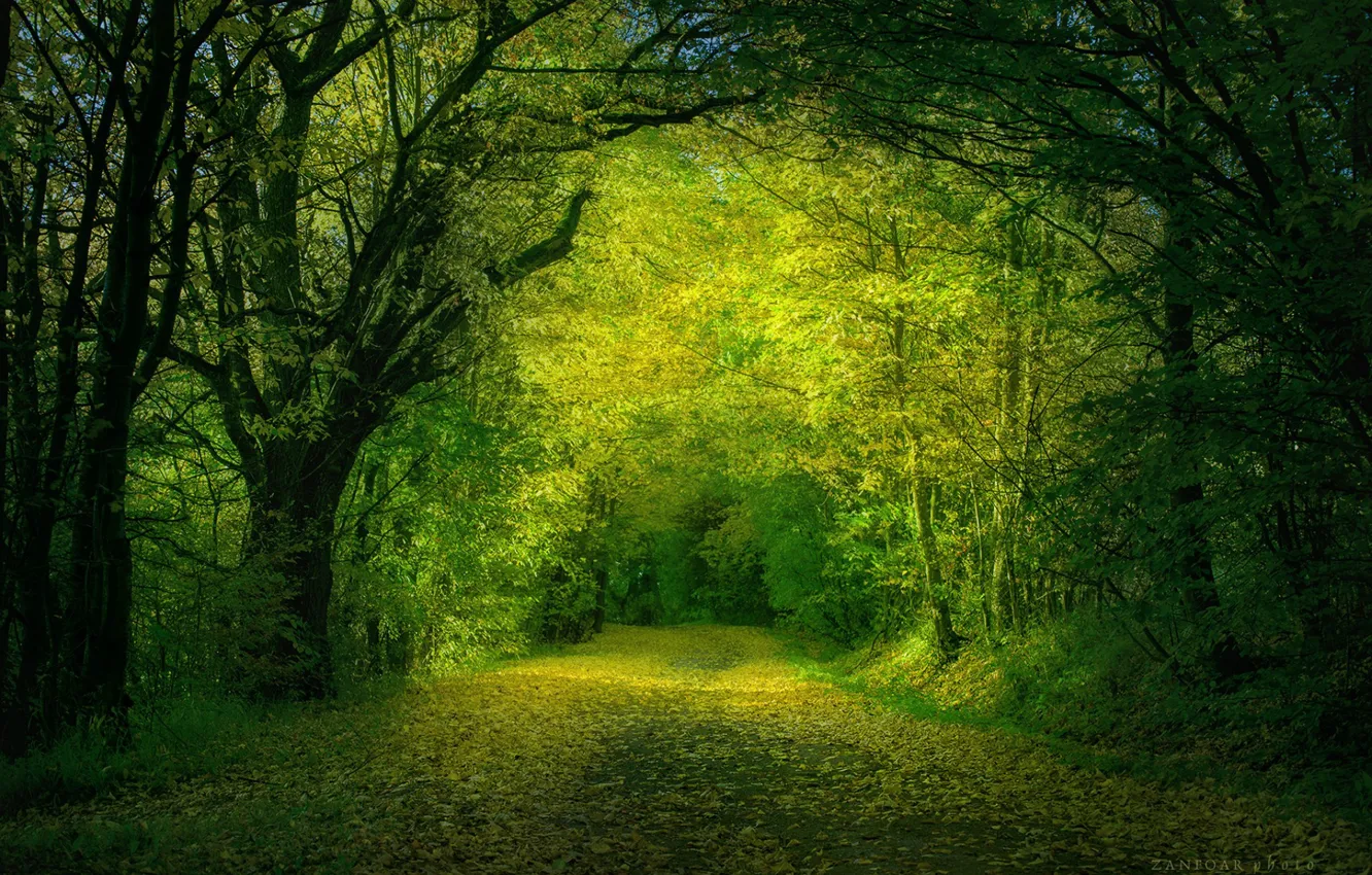 Photo wallpaper road, forest, leaves, trees, Nature, Zan Foar