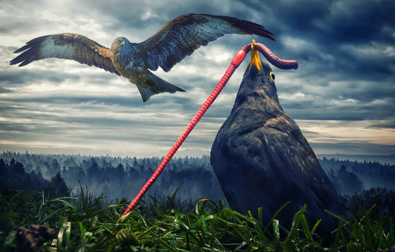 Photo wallpaper bird, eagle, the worm