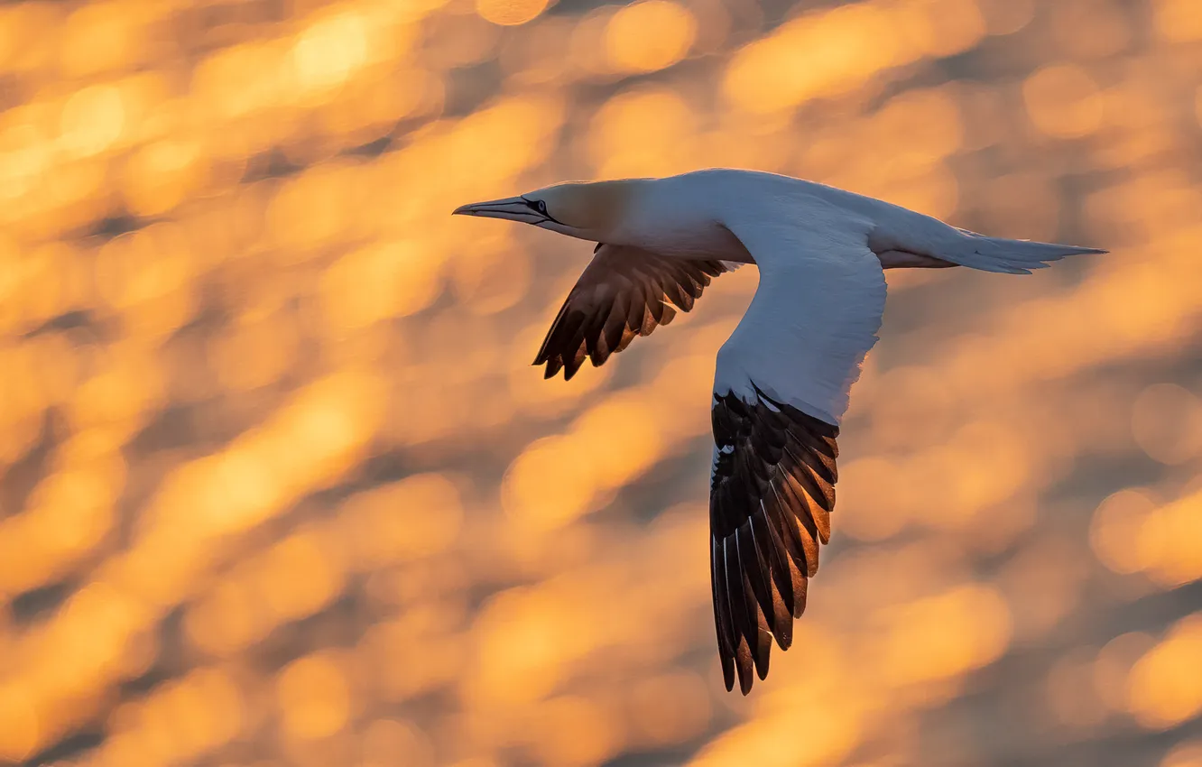 Photo wallpaper light, flight, bird, bokeh, the Northern Gannet