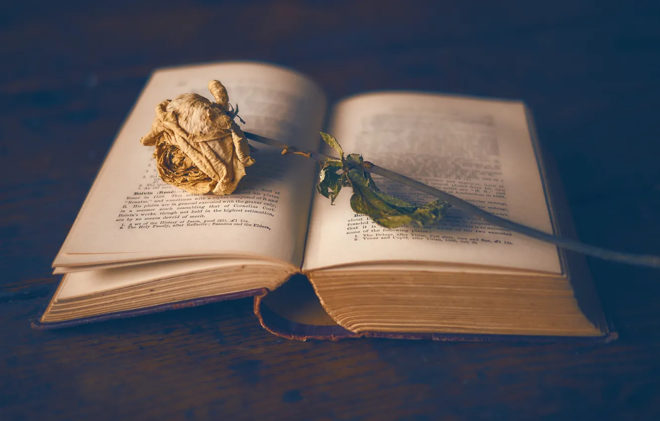 Photo wallpaper background, roses, book
