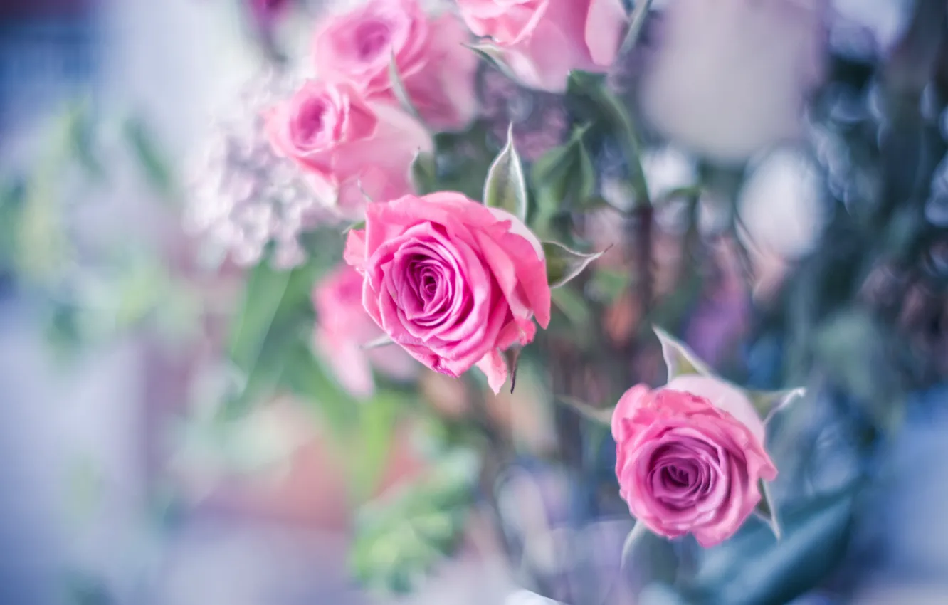 Photo wallpaper roses, buds, bokeh