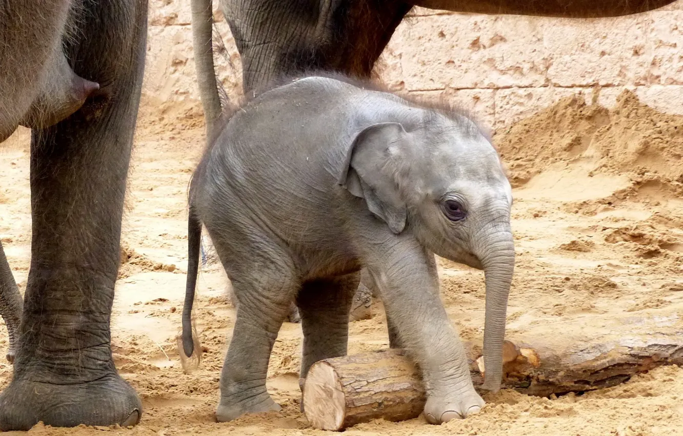 Photo wallpaper nature, background, elephant