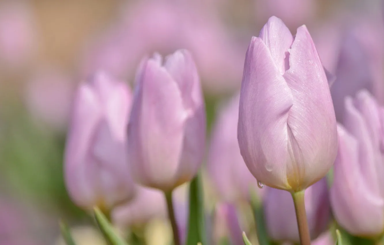 Photo wallpaper macro, tulips, pink, buds