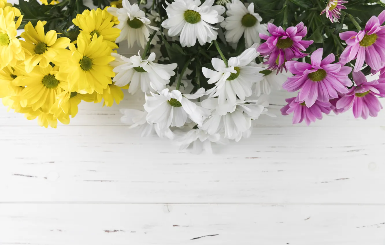 Photo wallpaper flowers, colorful, chrysanthemum, flowers, beautiful, spring, multicolored