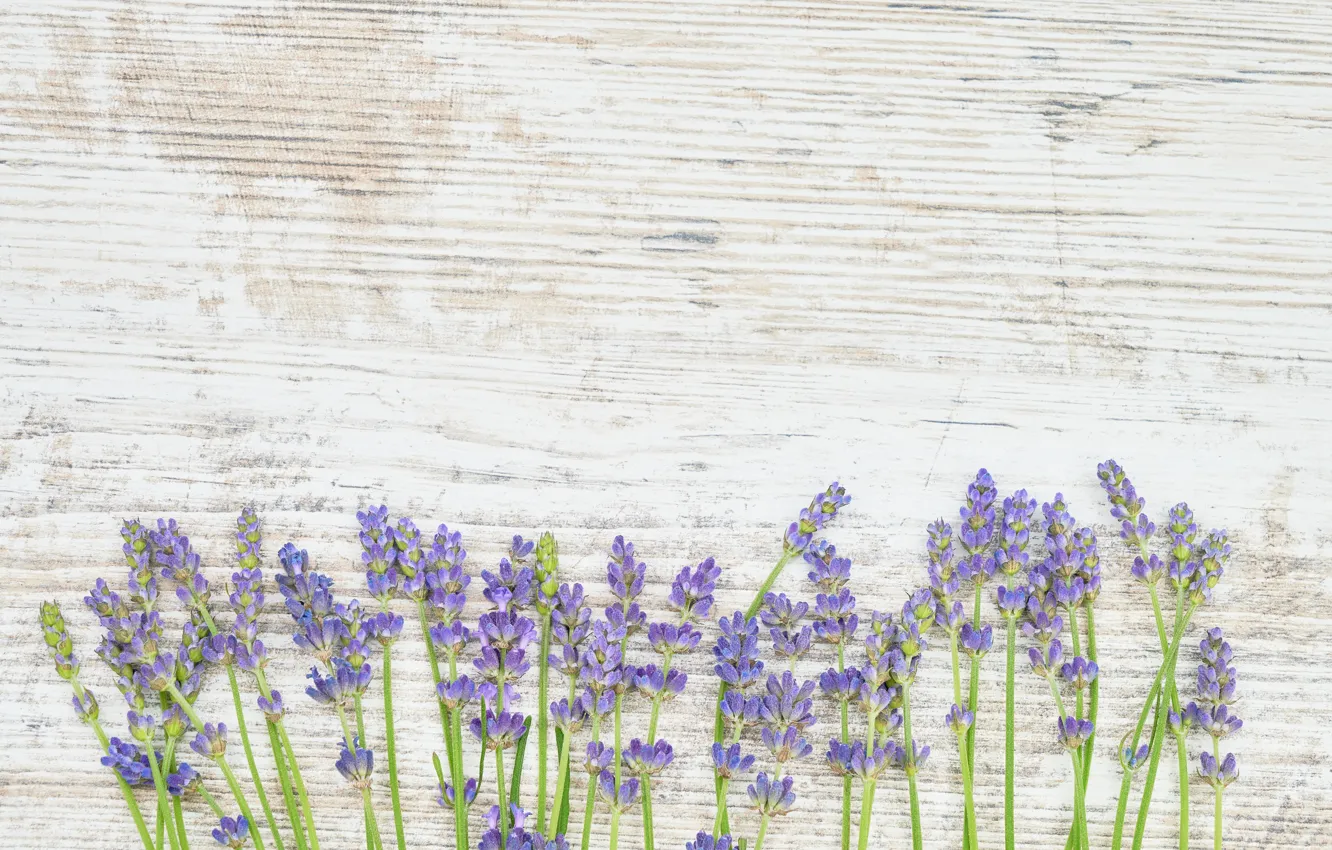 Photo wallpaper flowers, tree, lavender
