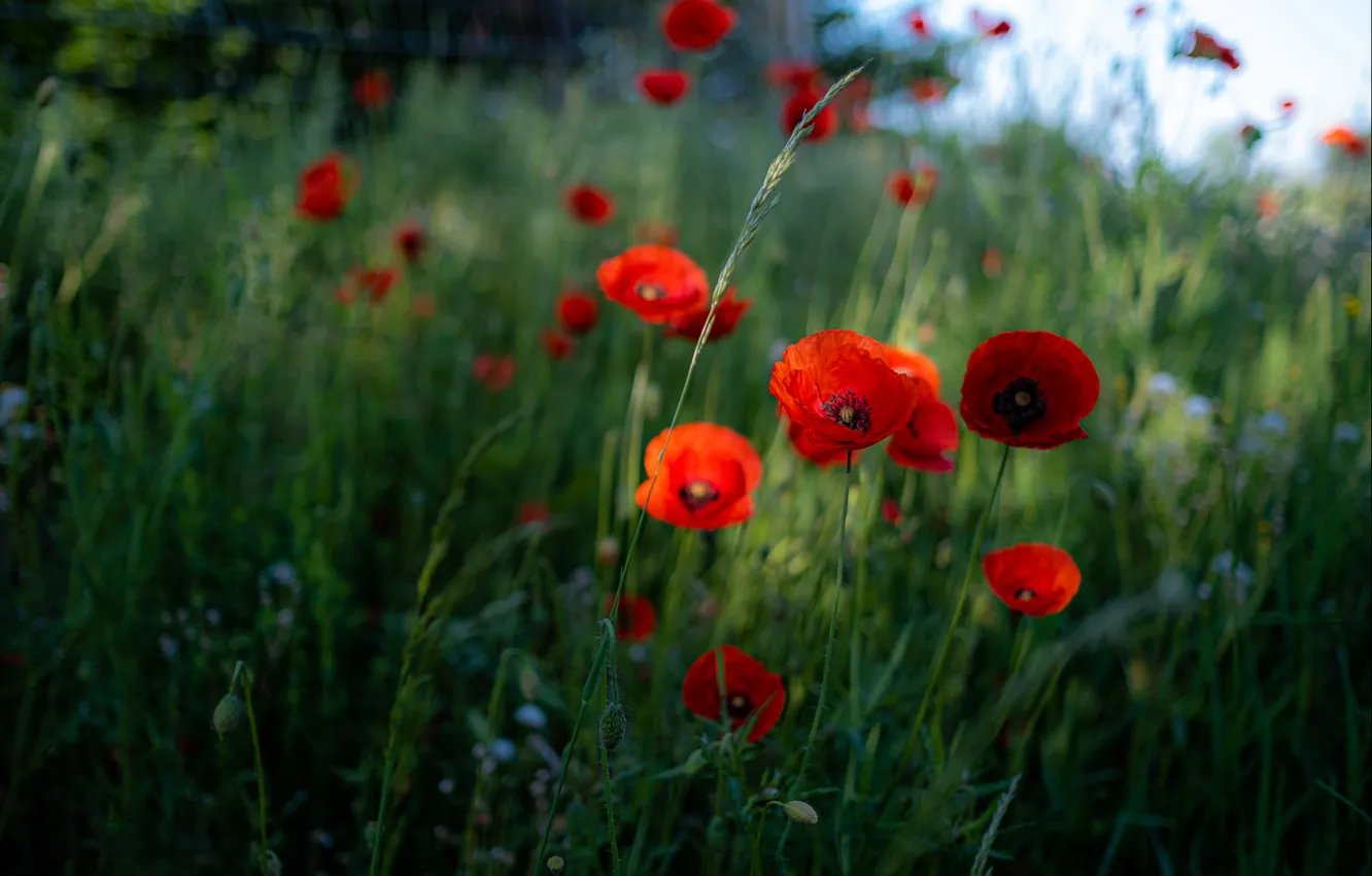 Photo wallpaper summer, flowers, blue, red, Maki, cornflowers, poppy field
