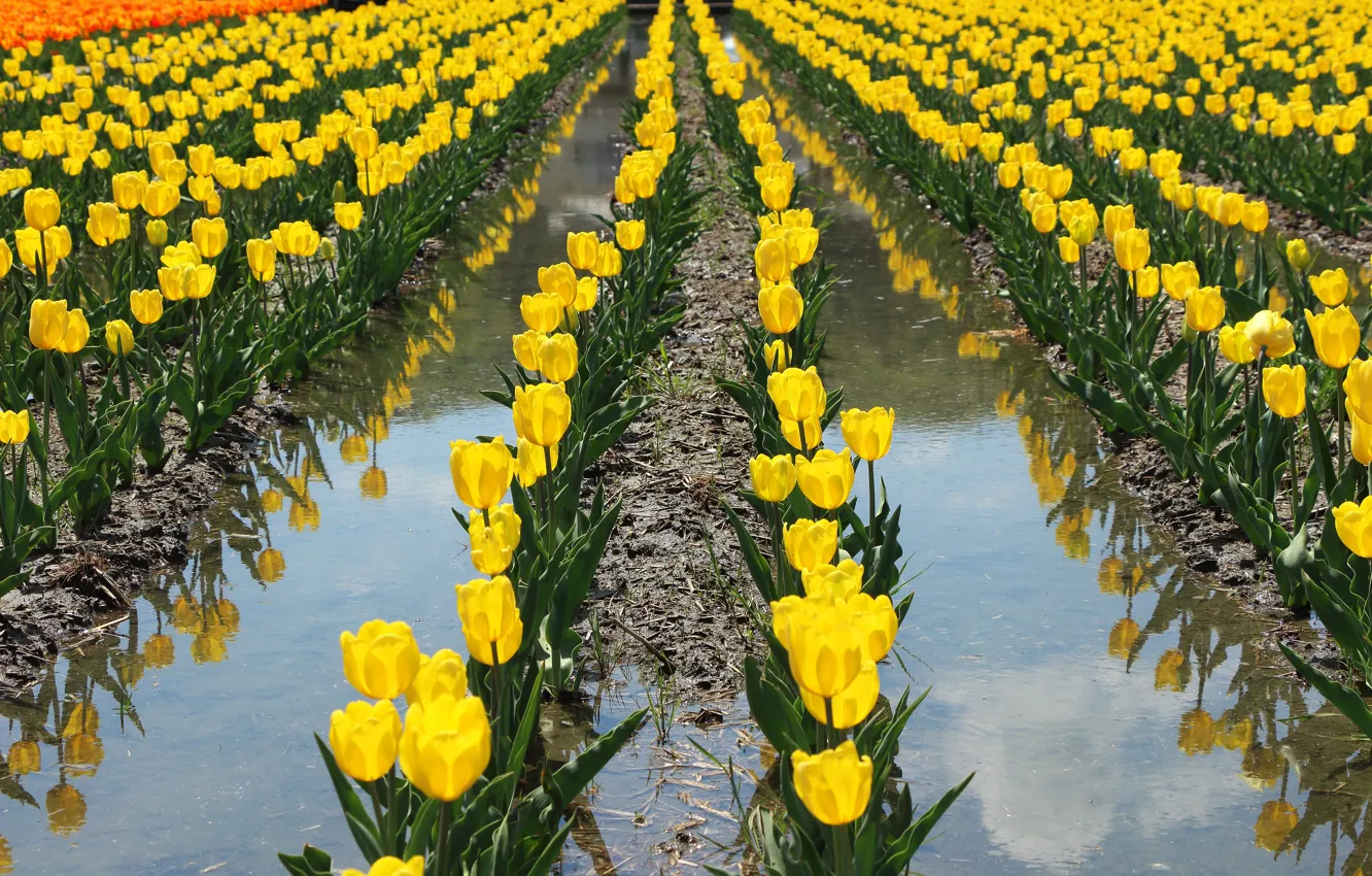 Photo wallpaper field, water, flowers, yellow, reflection, spring, puddle, after the rain