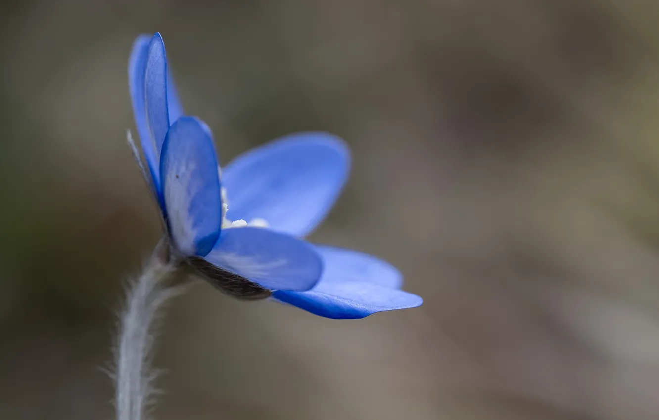 Photo wallpaper flowers, nature, spring