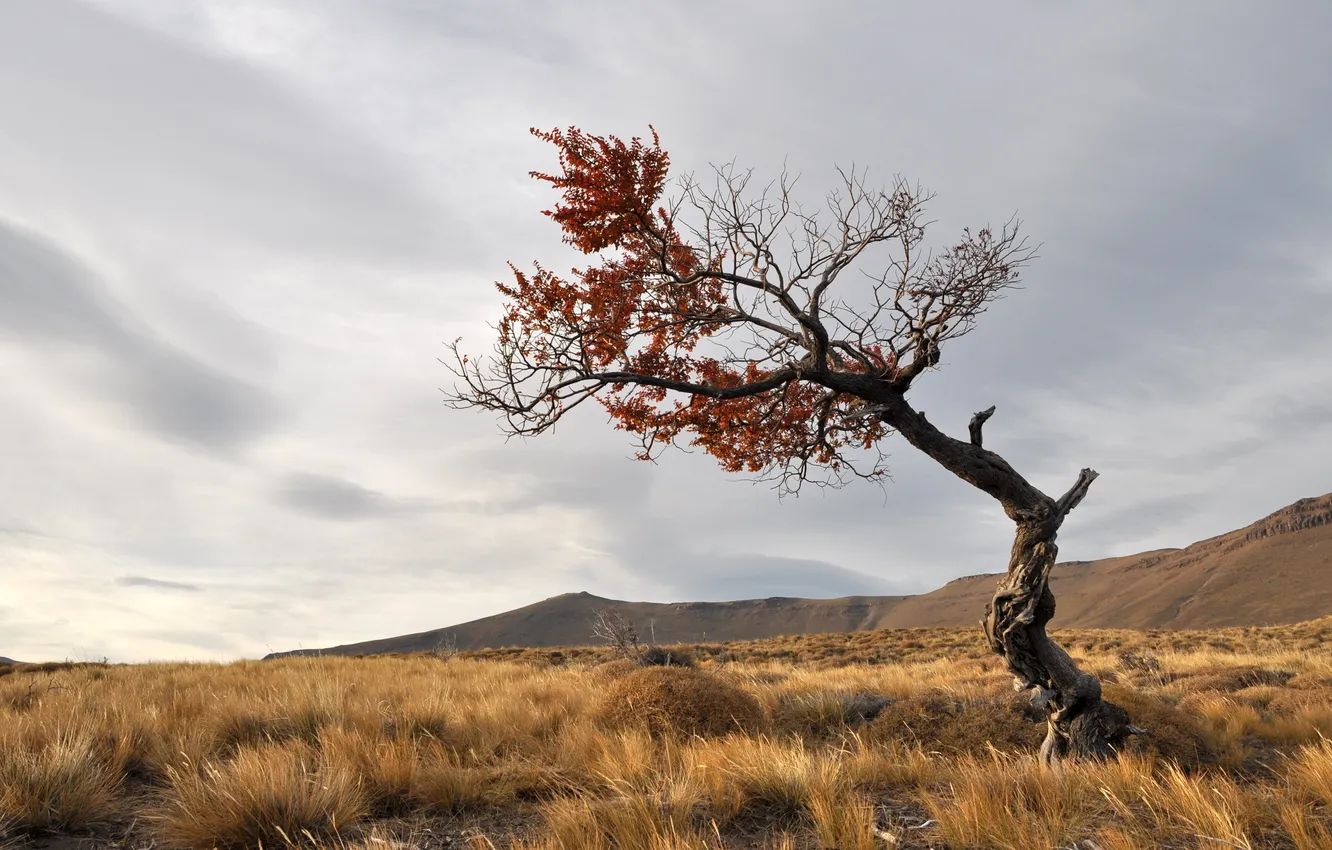 Photo wallpaper field, trees, landscape