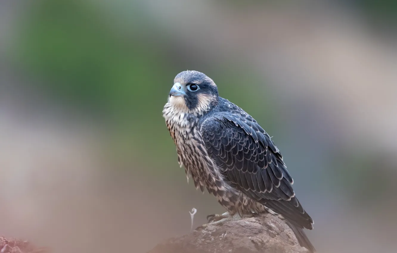 Photo wallpaper stones, bird, predator, bokeh, peregrine