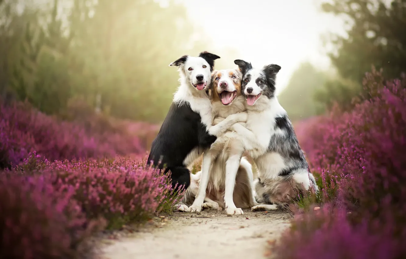 Photo wallpaper dogs, friends, border collies