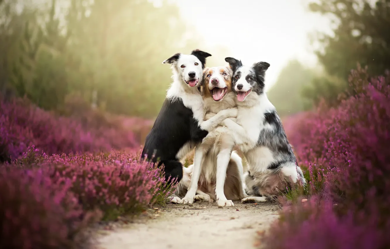 Photo wallpaper each, dog, border collies