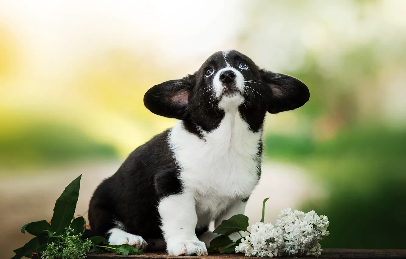 Photo wallpaper background, dog, baby, puppy, ears, face, lilac, Ekaterina Kikot