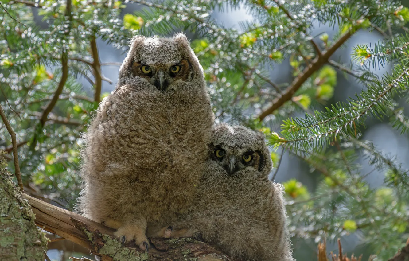 Photo wallpaper branches, owl, bird, a couple, Chicks, owl