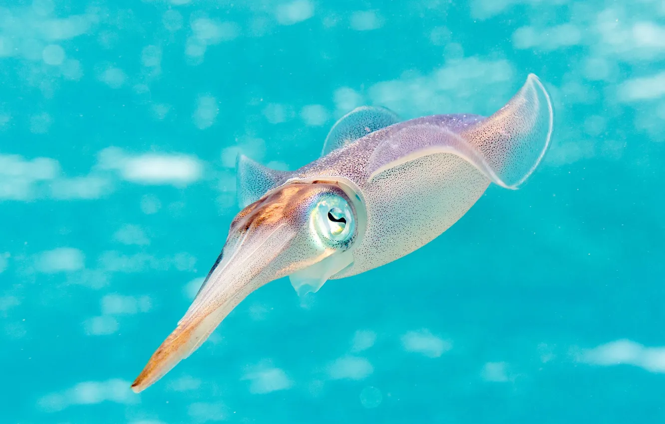 Photo wallpaper background, the ocean, cuttlefish