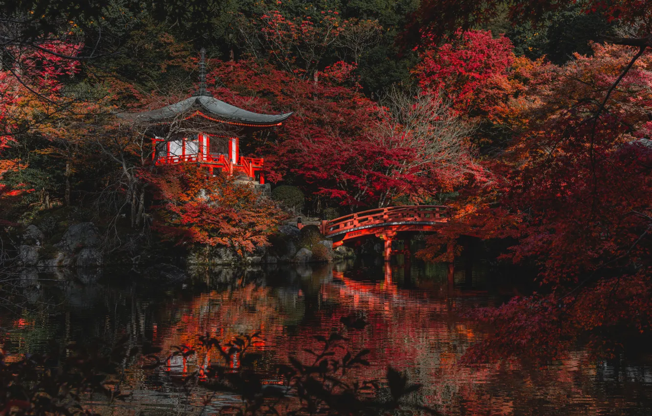 Photo wallpaper light, trees, pond, Park, reflection, thickets, shore, foliage