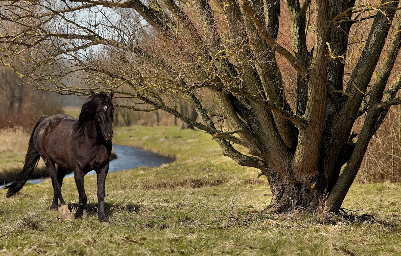 Photo wallpaper summer, trees, nature, horse