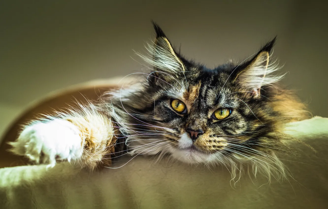 Photo wallpaper cat, cat, look, Maine Coon