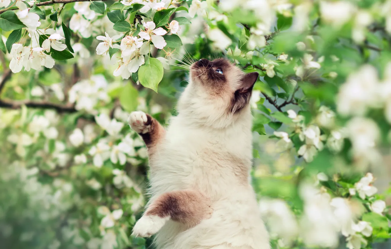 Photo wallpaper greens, flowers, tree, spring, Cat, Siamese