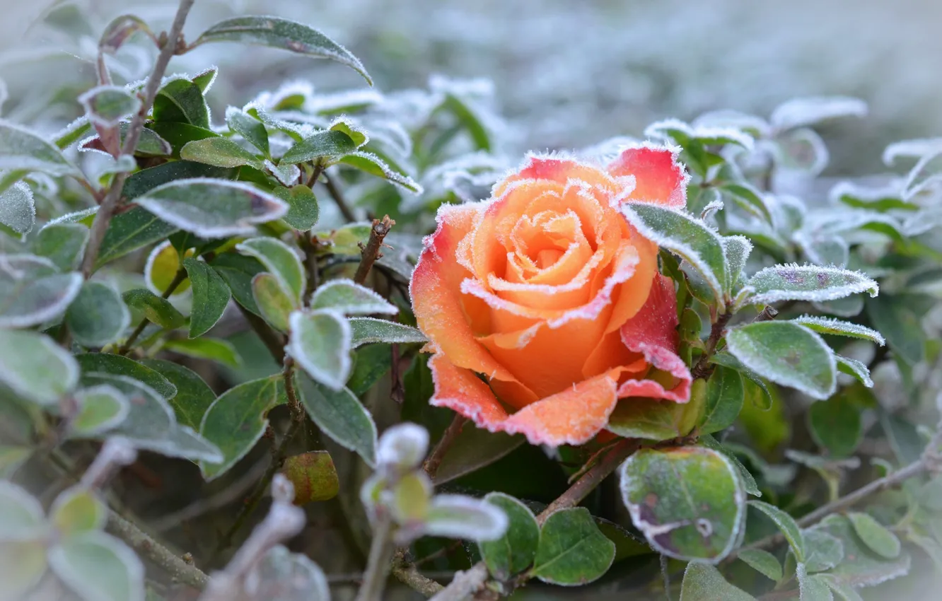 Photo wallpaper frost, leaves, red rose, freezing