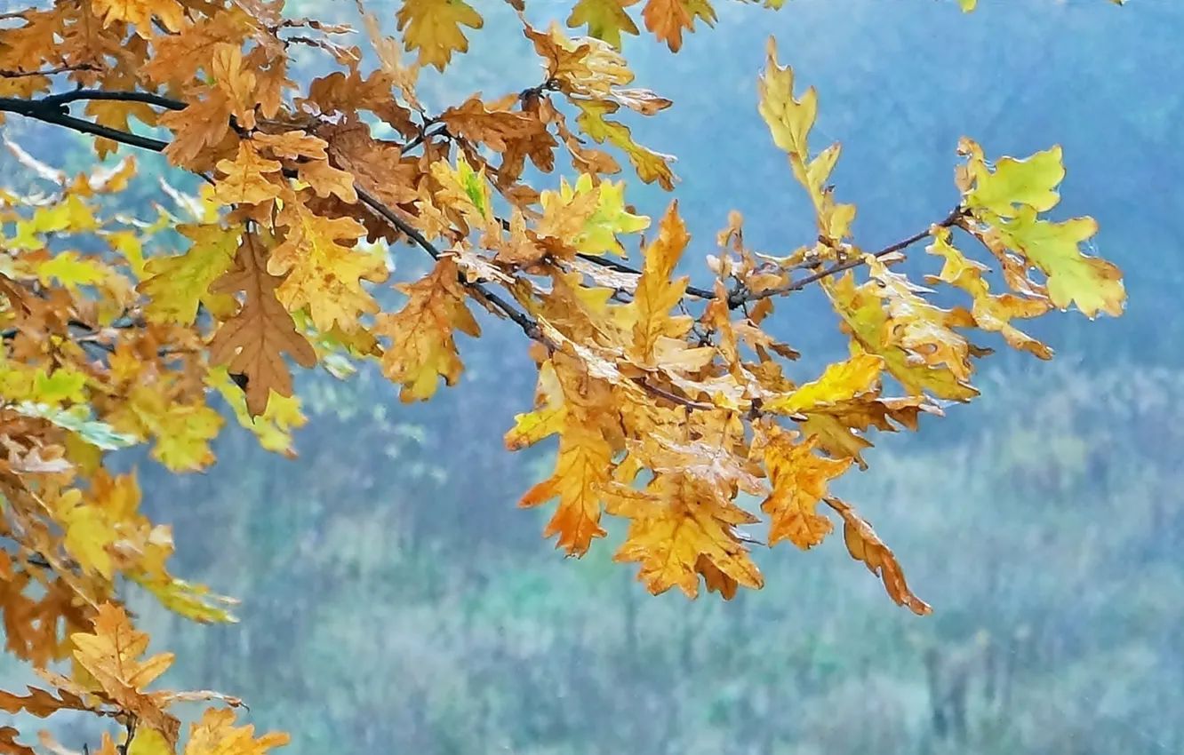 Photo wallpaper autumn, tree, leaf, fall, twig