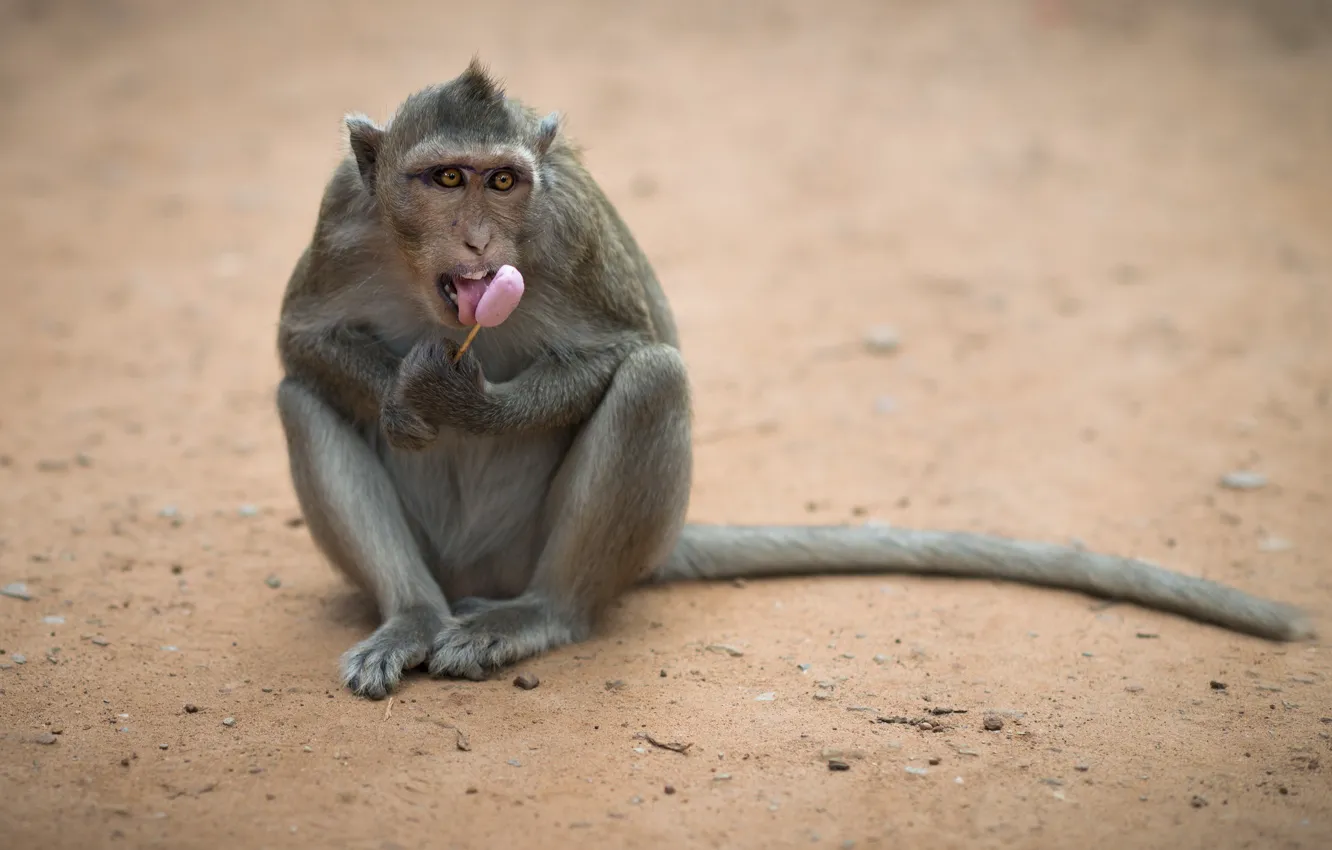 Photo wallpaper monkey, ice cream, Leonardo Rodriguez