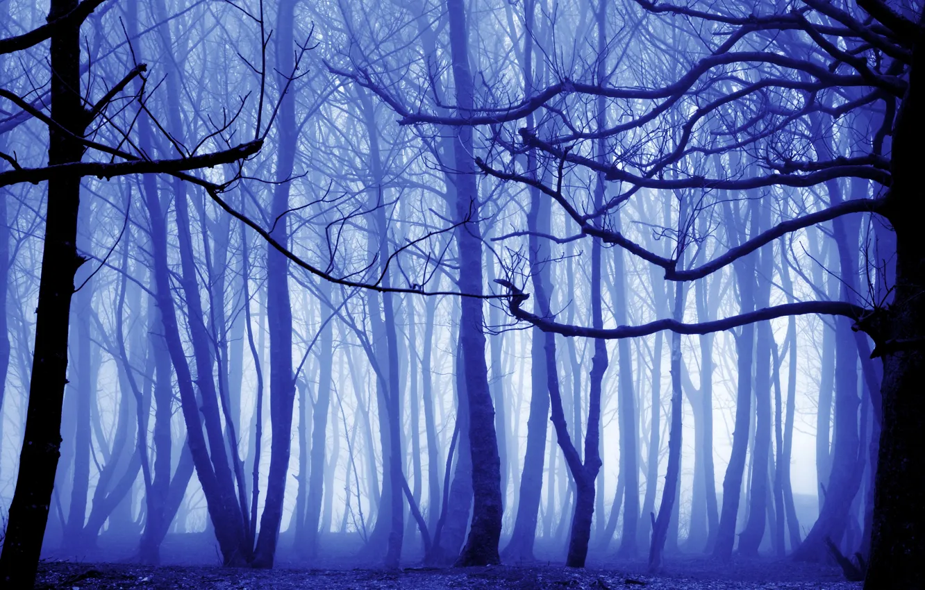 Photo wallpaper autumn, forest, trees, fog