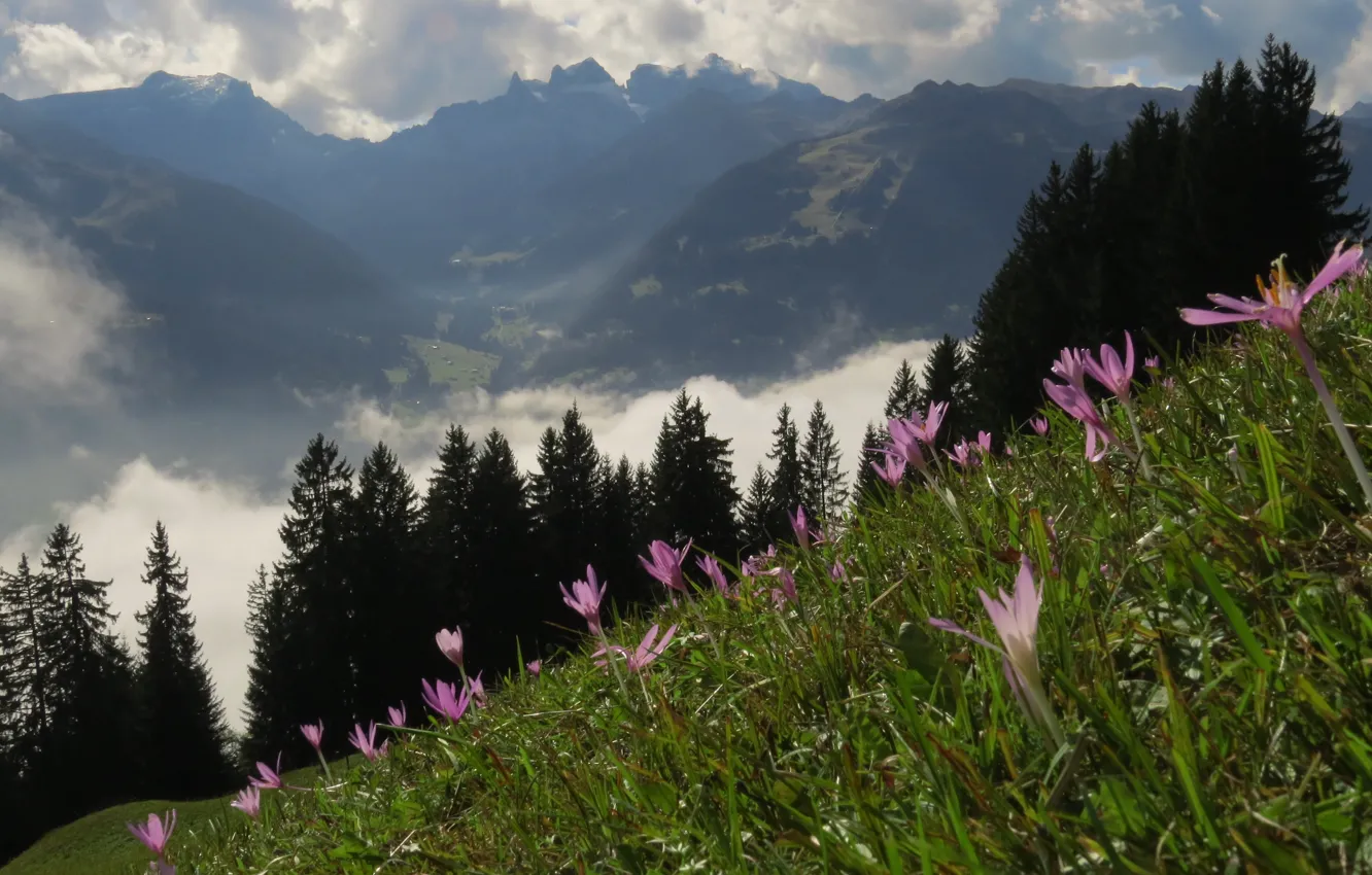 Photo wallpaper field, the sky, grass, flowers, mountains, nature, grass, sky