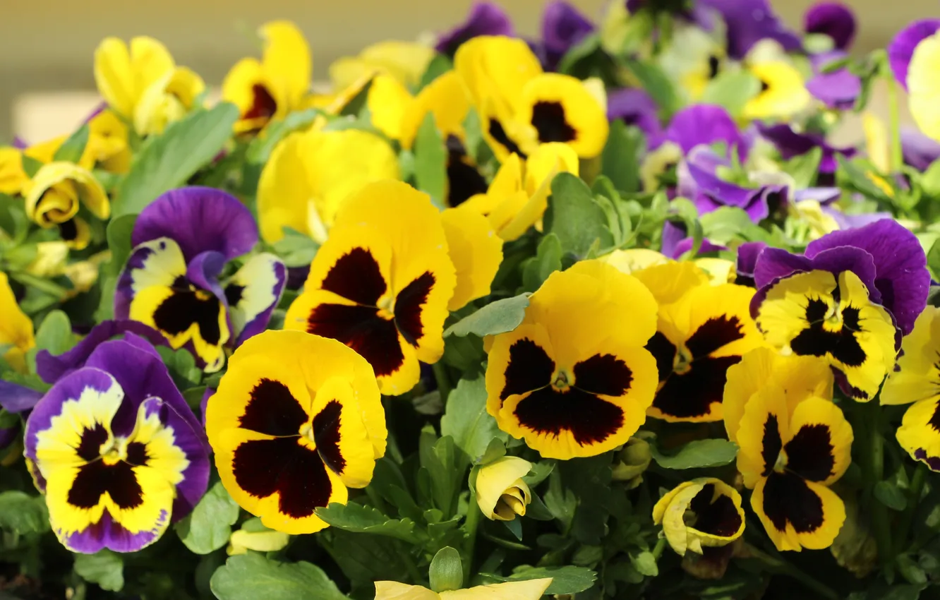 Photo wallpaper yellow, blooming, Pansies