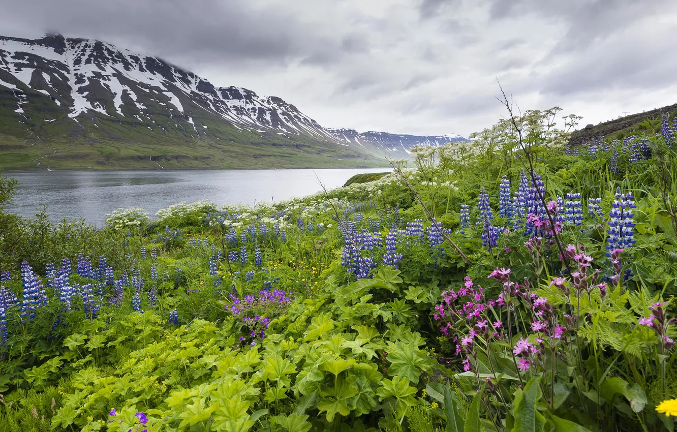 Photo wallpaper greens, field, summer, the sky, leaves, clouds, snow, flowers