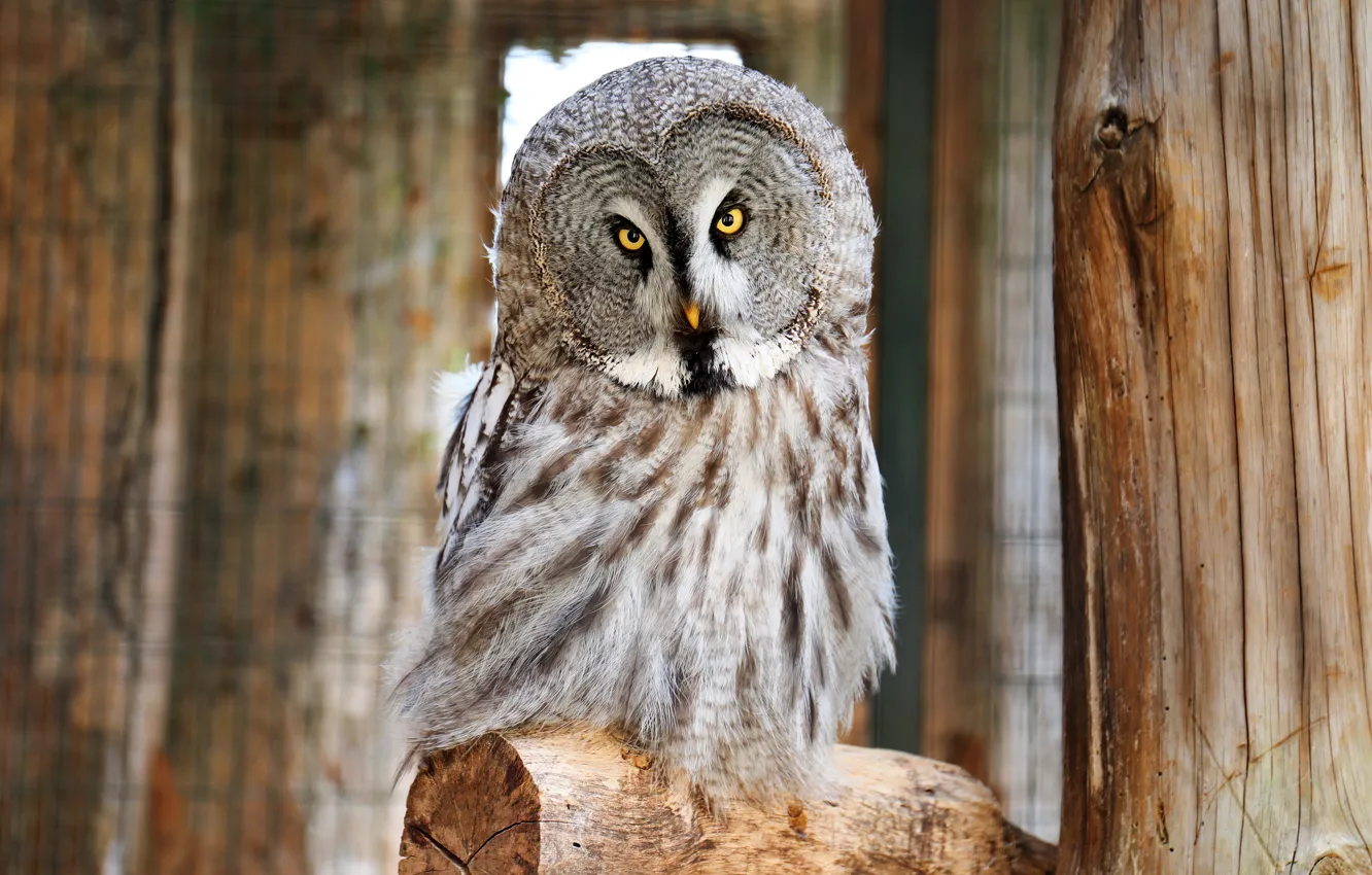 Photo wallpaper look, owl, bird, feathers, bird, Great Gray Owl, Great grey owl, Strix nebulosa