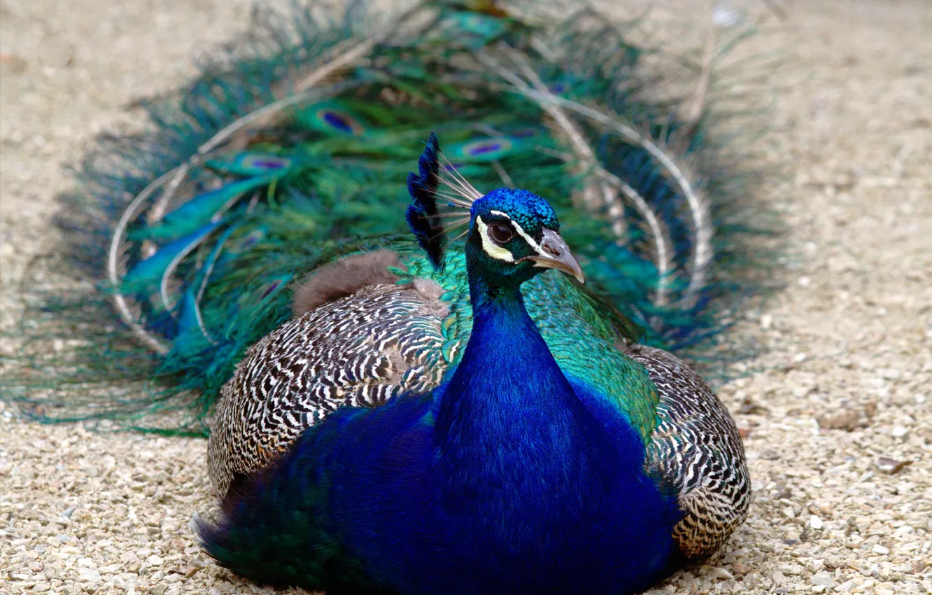 Photo wallpaper look, bird, tail, lies, peacock, blue, bokeh, bright plumage
