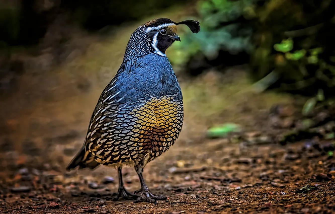 Photo wallpaper bird, crest, quail