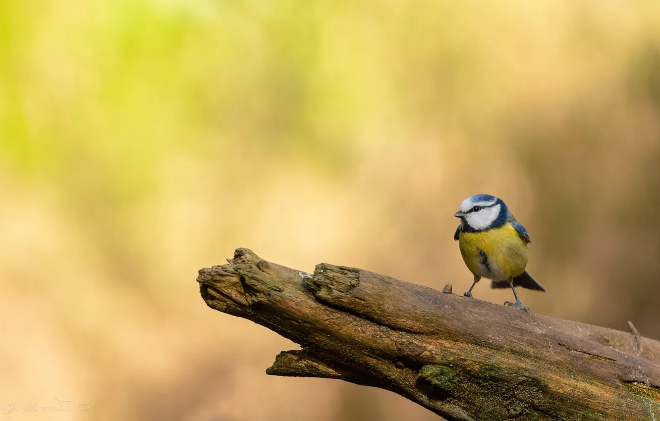 Photo wallpaper trees, bird, yellow background, tit