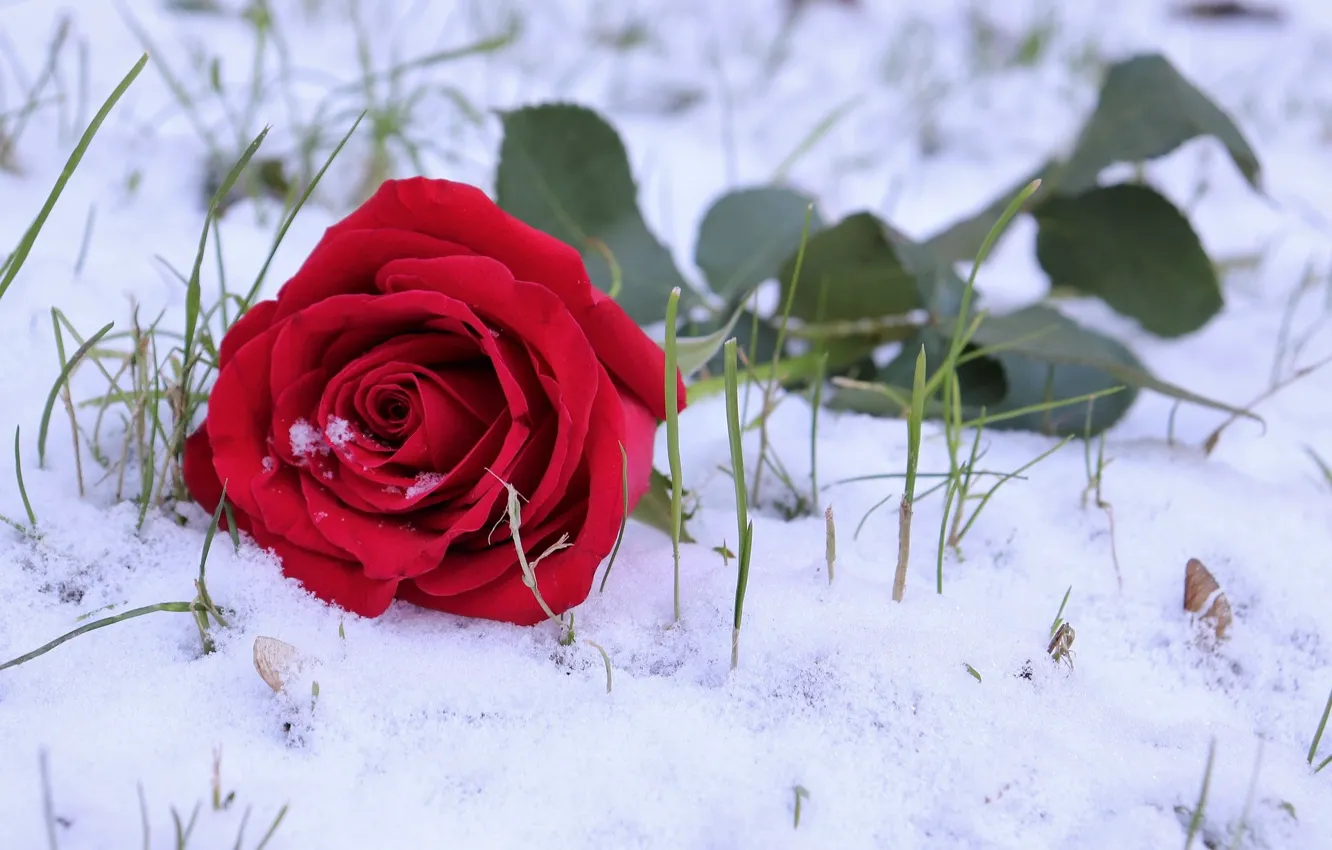 Photo wallpaper snow, rose, weed