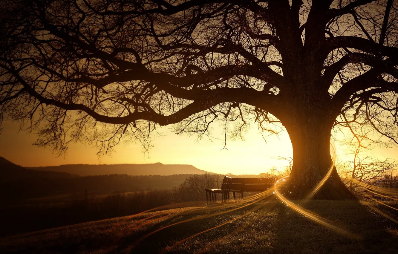 Photo wallpaper the sun, trees, sunrise