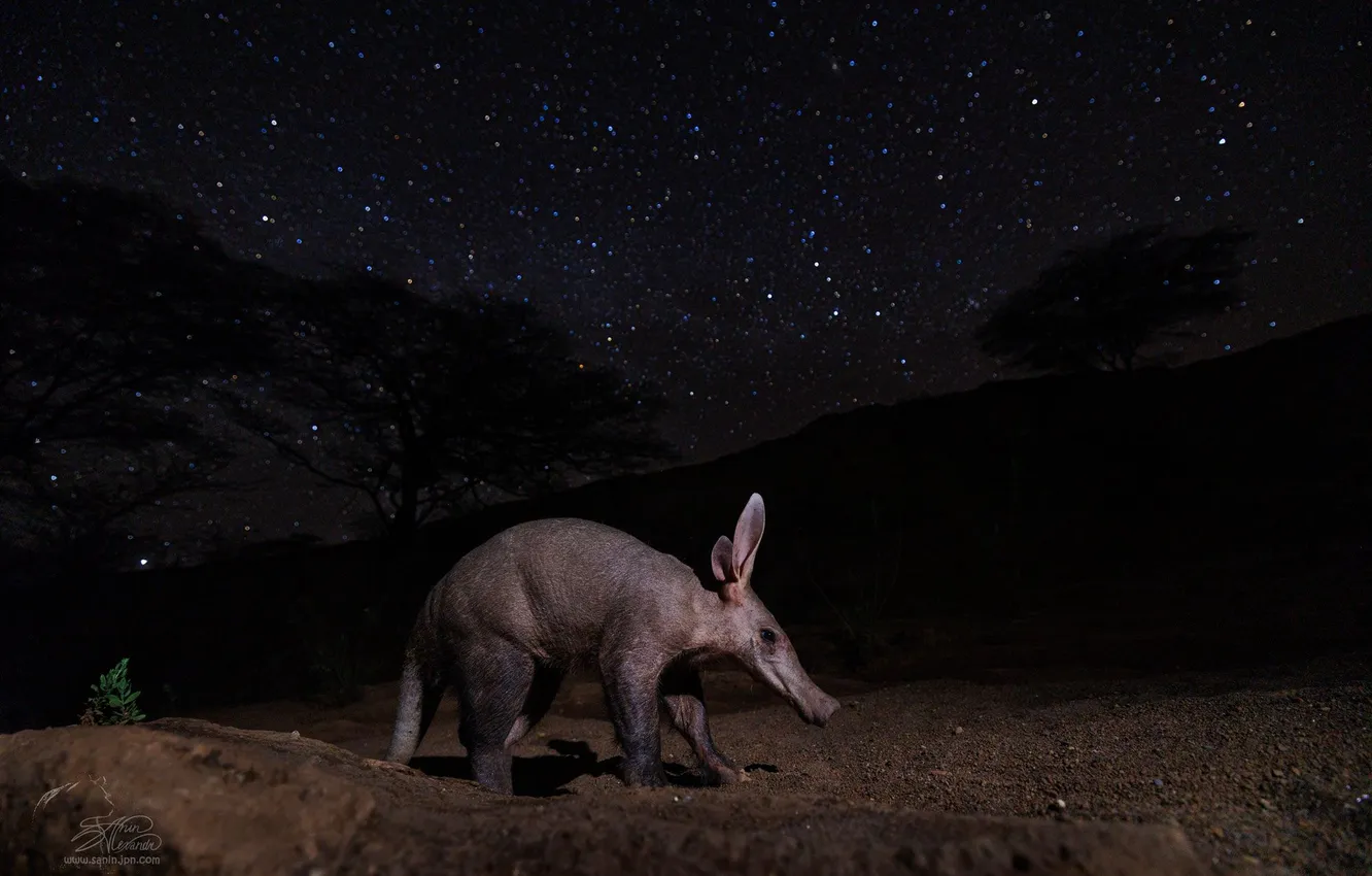 Photo wallpaper stars, trees, night, The aardvark, Alexander Sanin, The finished story
