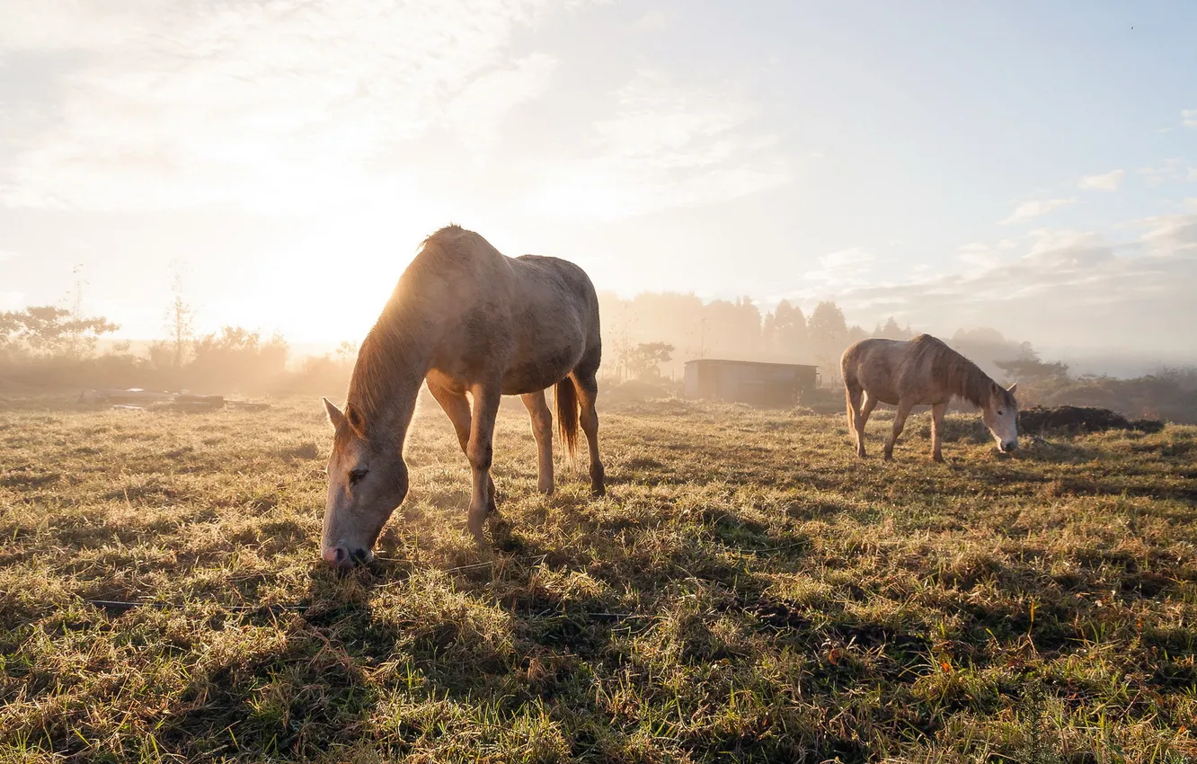 Photo wallpaper fog, horse, morning