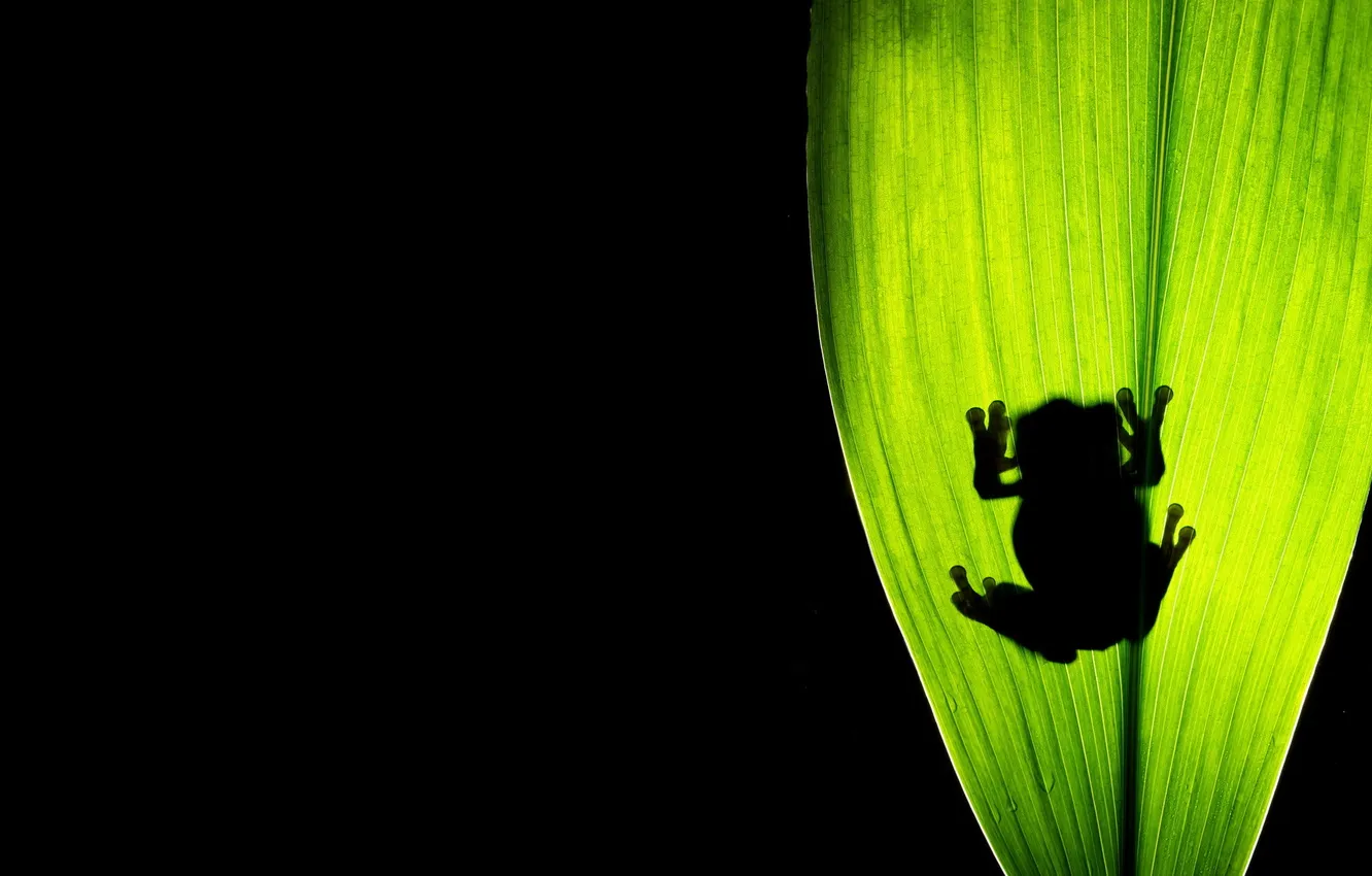 Photo wallpaper macro, background, frog, shadow